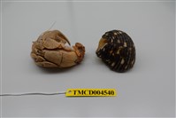 藏品(短腕陸寄居蟹)的圖片